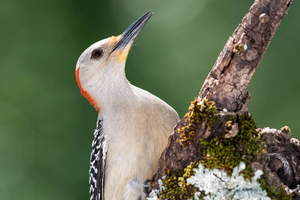 Профіль "Curious Red-Bellied Woodpecker" на гілках дерев - Фото, зображення