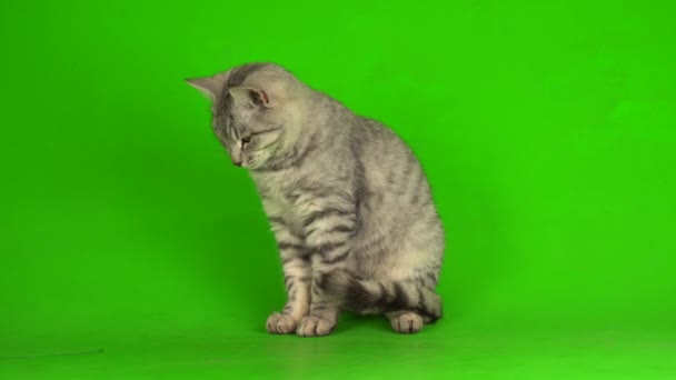 Tabby γκρι γάτα γατάκι παίζει πράσινο φόντο οθόνη. - Πλάνα, βίντεο