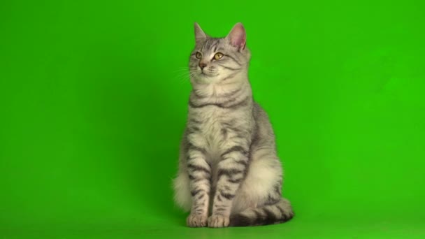 Tabby γκρι γάτα γατάκι παίζει πράσινο φόντο οθόνη. - Πλάνα, βίντεο