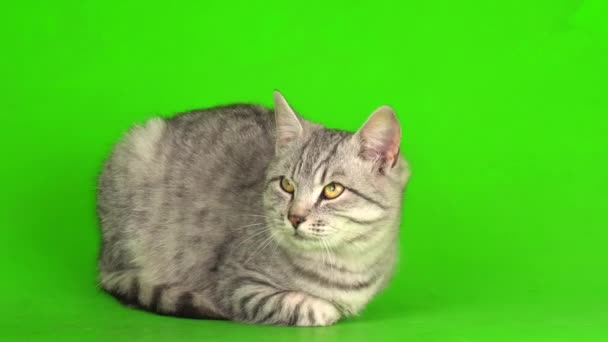 Tabby šedá kočka kotě hraje zelenou obrazovku pozadí. - Záběry, video
