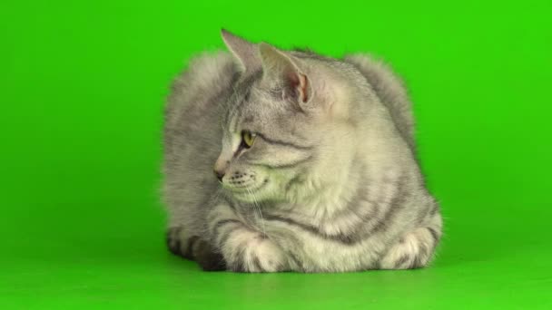 Tabby grijs kat kitten spelen groen scherm achtergrond. - Video