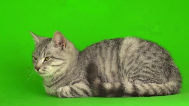 Tabby šedá kočka kotě hraje zelenou obrazovku pozadí. - Záběry, video