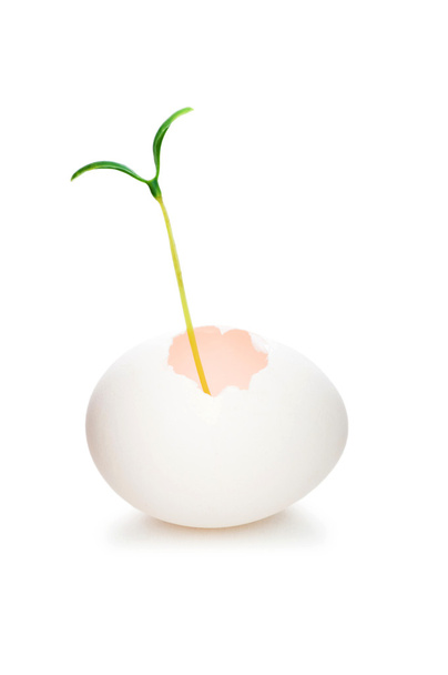 Концепція нового життя з розсадою та яйцем на білому
 - Фото, зображення