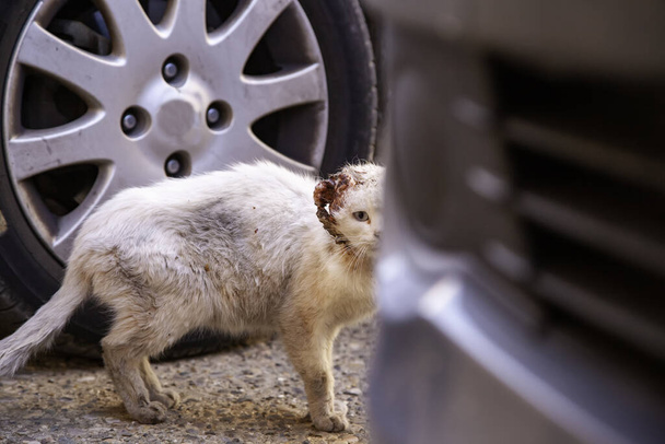 Gato herido y abandonado en la calle, infección veterinaria, abuso - Foto, Imagen