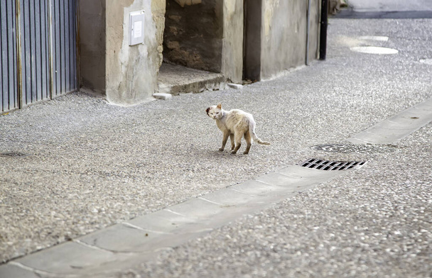 Chat blessé et abandonné dans la rue, infection vétérinaire, abus - Photo, image