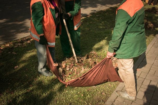 Autumn work in the park. Cleaning of fallen leaves. The workers collect leaves in heaps and prepare them for removal. - Fotografie, Obrázek