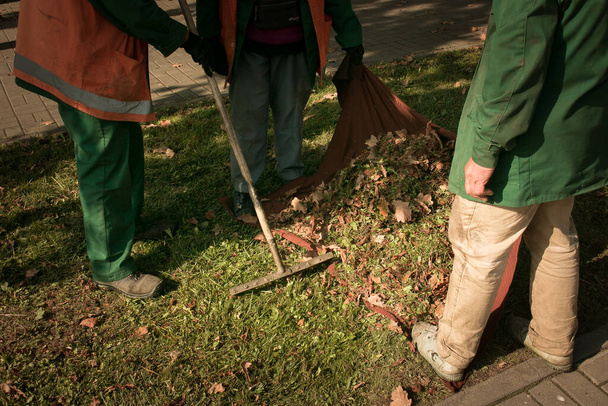 Осенние работы в парке. Очистка опавших листьев. Рабочие собирают листья в кучи и готовят их к удалению.. - Фото, изображение