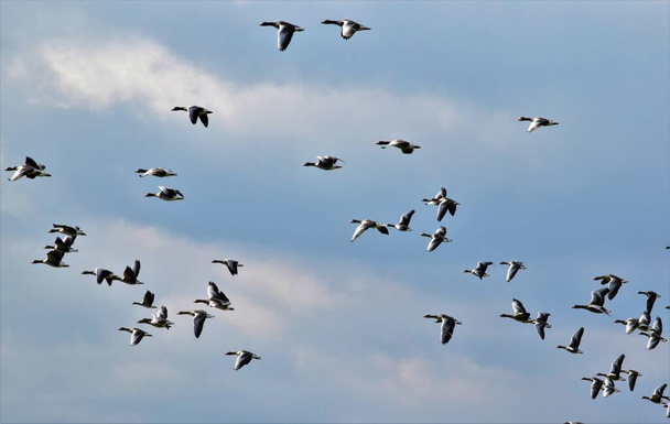  bandada de gansos vuela de día - Foto, Imagen