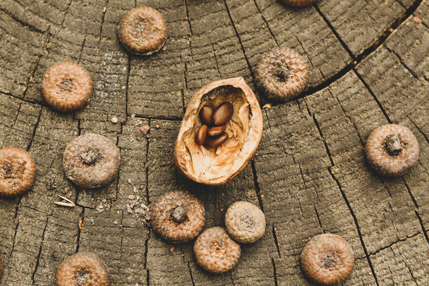 Natural wood background. Acacia seeds, walnut shells, caps of acorns on a stump. - Photo, Image