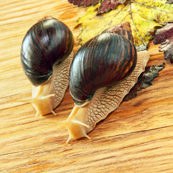 Pair of Giant african Achatina snails on wooden background with grape leaves taken closeup. - Photo, Image
