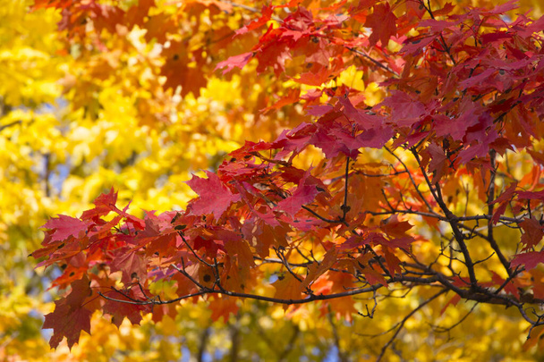 Prachtige esdoorn bladeren in de herfst zonnige dag - Foto, afbeelding