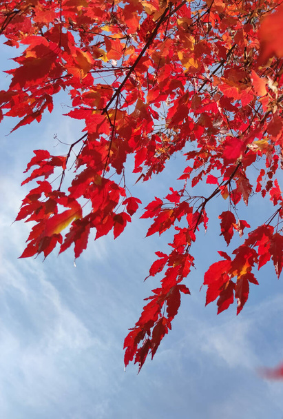 Red maple leaves against a blue sky in autumn in October. - Foto, Imagem