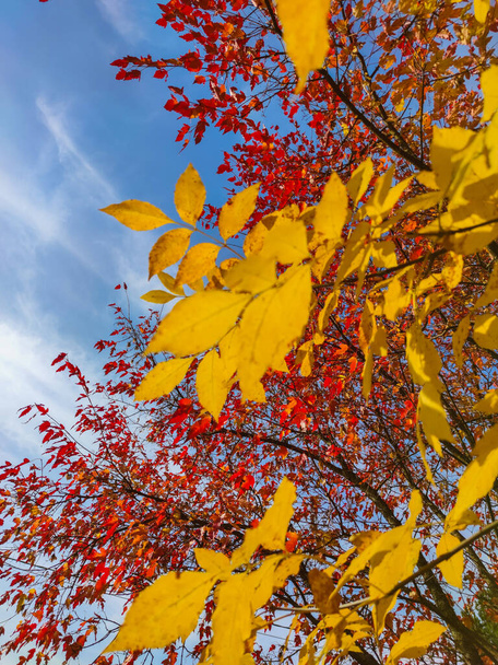 Red maple leaves against a blue sky in autumn in October. - Foto, Imagem