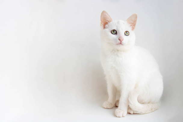 Weiße Katze sitzt auf weißem Hintergrund und blickt auf. Platz für Ihren Text. - Foto, Bild
