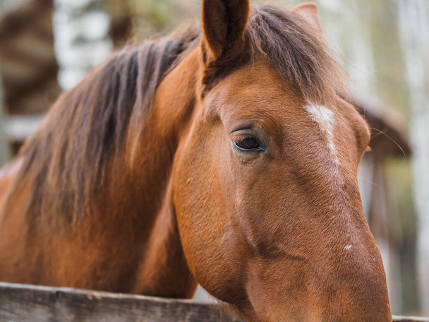 Close-up portrait of a horse's head. - Photo, image