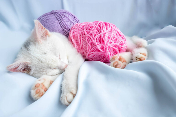 A small white kitten sleeps with a ball of lilac thread. The kitten played and fell asleep. - Photo, Image