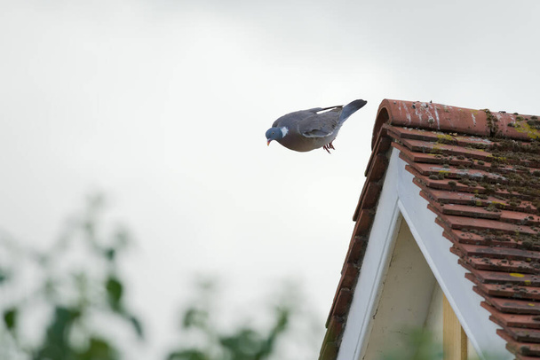 Kırsal bir evin yosunlu kırmızı kiremitlerinden atlarken kanatlarını çırpan aerodinamik güvercin. Düz gri gökyüzü arkaplanı, sol tarafı kopyala - Fotoğraf, Görsel