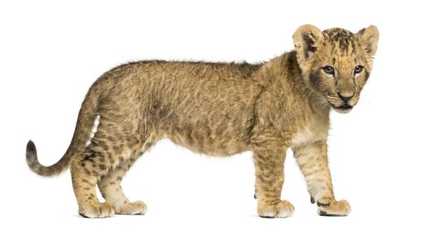 Vue latérale d'un petit lion debout, regardant vers le bas, âgé de 10 semaines, est
 - Photo, image