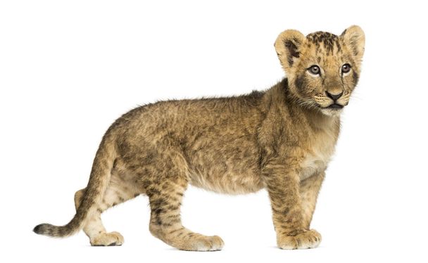 Vue latérale d'un petit lion debout, regardant ailleurs, âgé de 10 semaines, est
 - Photo, image