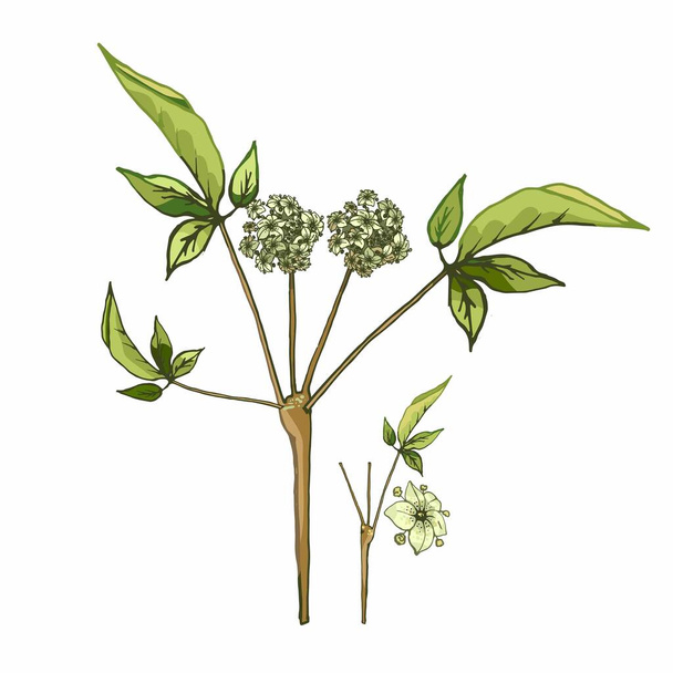 Planta ginseng panax con hojas y flores. Ilustración de eclosión vintage de color vectorial aislada sobre fondo blanco. - Vector, imagen