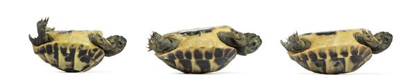 a három baba teknős hátán fekve oldalnézete,  - Fotó, kép