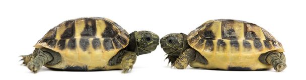 oldalnézetből a két baba teknős egymással szemben, teszt - Fotó, kép