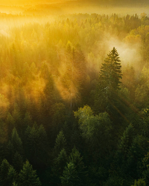 Birds eye view of thick forest during autumn sunrise with fog. - 写真・画像