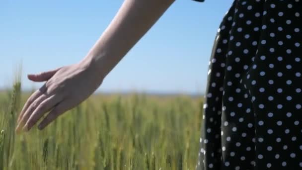 Mujer agricultora camina a través del campo de trigo al atardecer, tocando las espigas verdes de trigo con sus manos - concepto de agricultura. Un campo de trigo en maduración bajo el cálido sol. Mujer de negocios inspecciona su campo. - Metraje, vídeo