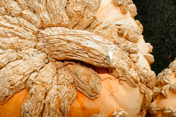 Top view of a bumpy peanut-shell pumpkin. - Photo, Image