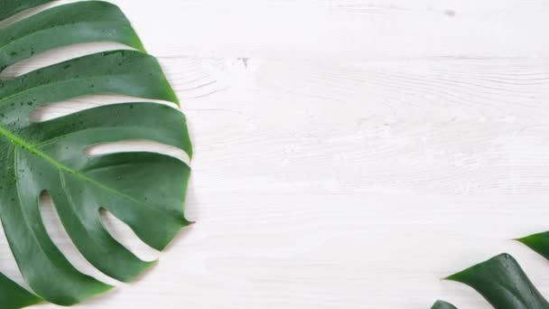 hojas de monstera de verano tropical sobre fondo de madera blanca, espacio de copia - Metraje, vídeo