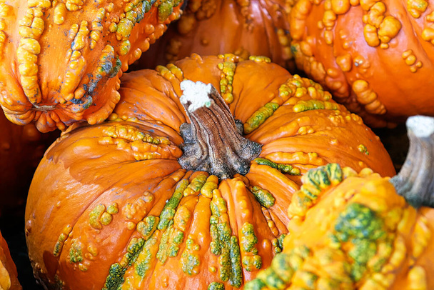A background of various bumpy warty pumpkins and squashes. - Photo, Image