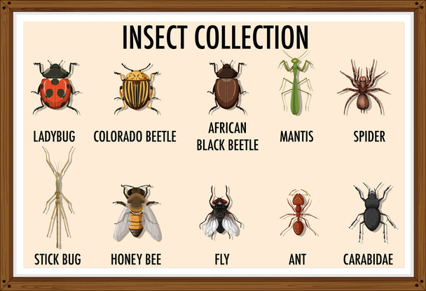 Conjunto de colección de insectos en marco de madera ilustración - Vector, imagen