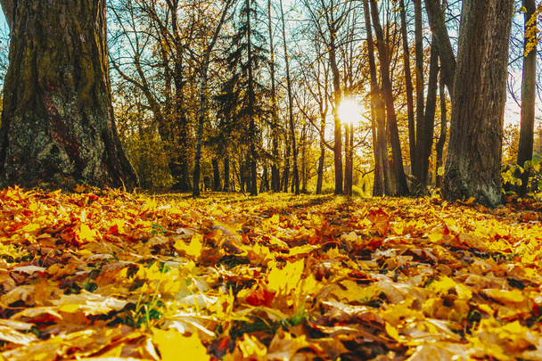 Fallen leaves in autumn tree shade park sunny weather wallpaper yellow october art filter - Фото, зображення