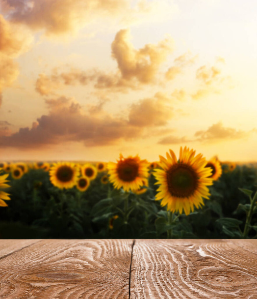 Empty wooden surface in sunflower field at sunset - Foto, Bild
