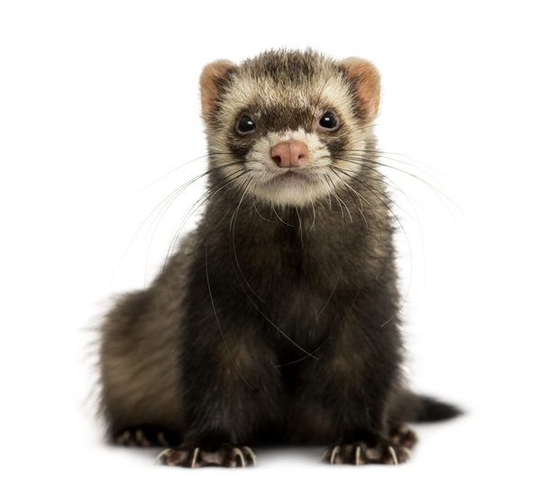 Front view of a Ferret looking at the camera, isolated on white - Photo, Image