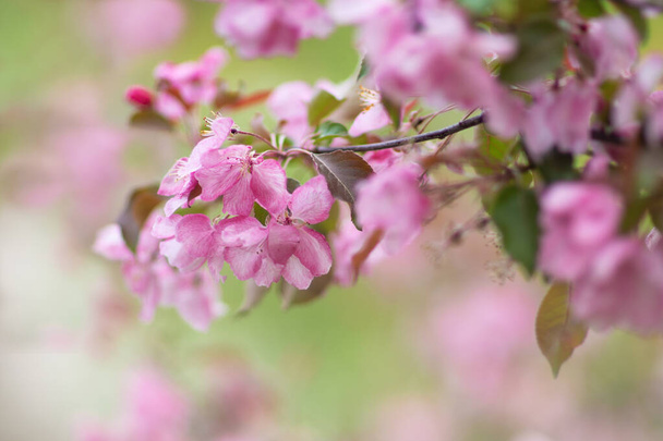  Pink apple blossom in blur. Větvička s květinami na pozadí jabloní v jarním listoví v rozmazané. - Fotografie, Obrázek