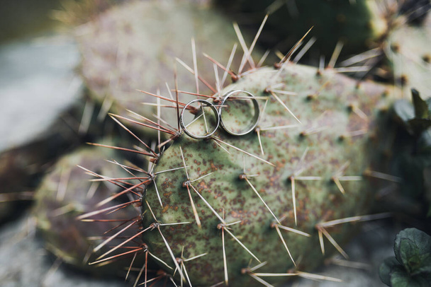 Wedding rings on cactus needles natural background - Photo, Image