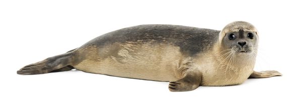 Side view of a Common seal lying, looking at the camera, Phoca v - Photo, Image