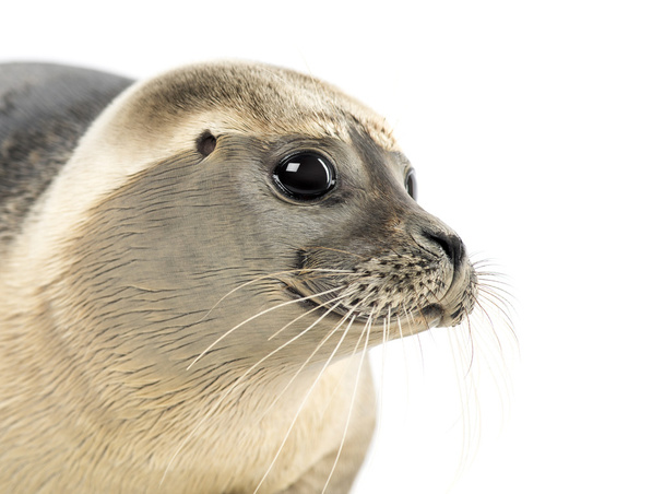 Close-up van een gewone zeehond, phoca vitulina, 8 maanden oud, isoleren - Foto, afbeelding