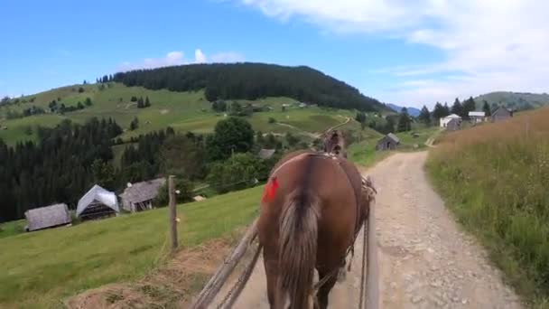 Cavallo tira una chaise su un sentiero sterrato in una giornata di sole - Filmati, video