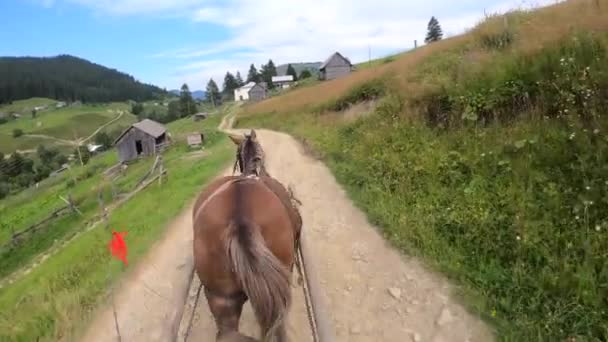 Pferd zieht an einem sonnigen Tag eine Chaise auf einem Feldweg - Filmmaterial, Video