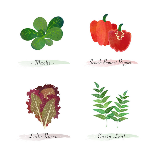 Acquerello sano natura organico vegetale vegetale ingrediente alimentare mache scotch cofano pepe lollo rosso curry leaf - Vettoriali, immagini