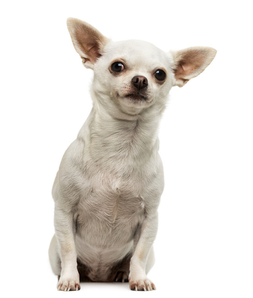 Chihuahua sitting, looking curious, isolated on white - Fotografie, Obrázek