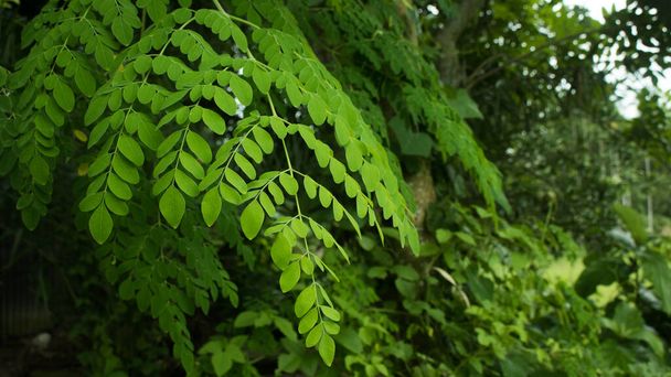 Świeża zielona Moringa liści roślin leczniczych (Moringa oleifera Lamk.) Naturalne Moringa liście Zielone tło. - Zdjęcie, obraz