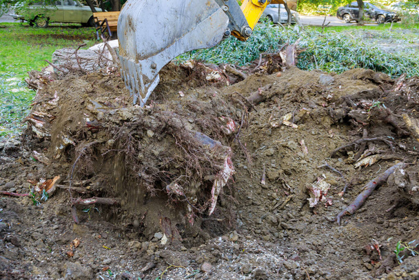 Выкорчевывание больших пней с помощью экскаватора, удаленного из земли - Фото, изображение