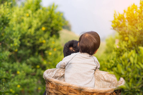 Visão traseira do menino segurando o pescoço de seu pai e de pé em uma cesta de bambu carregando por seu pai de volta para trás. Entre no jardim das tangerinas. Visão traseira. Conceito de dia do pai - Foto, Imagem