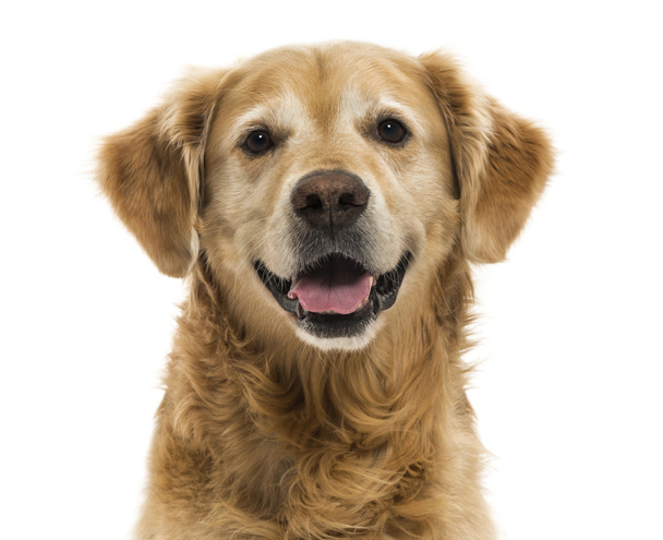 zbliżenie złoty pies myśliwski, sapanie, 11 lat stary, na białym  - Zdjęcie, obraz