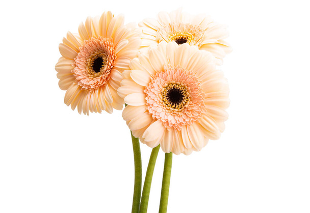 Gerbera kwiat izolowany na białym tle - Zdjęcie, obraz