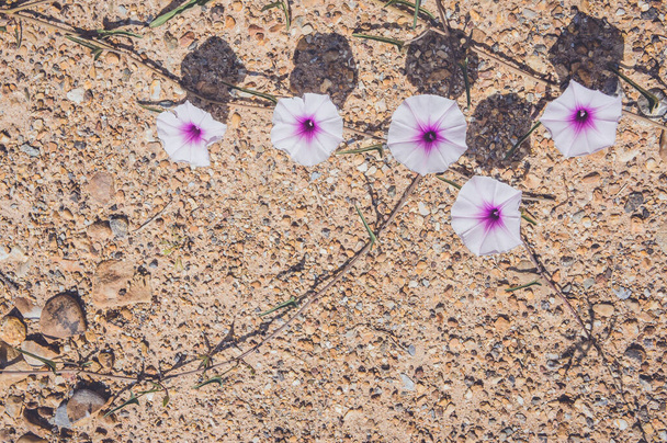Convolvulus arvensis o campo bindweed. Es una especie de bindweed que es rizomatosa y pertenece a la familia Convolvulaceae. Las flores crecen en arena - Foto, imagen