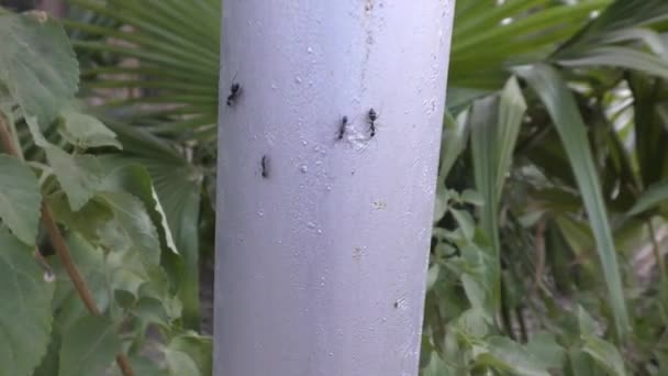 Ants coming out of pole which is painted white. behind it are green plants. - Footage, Video